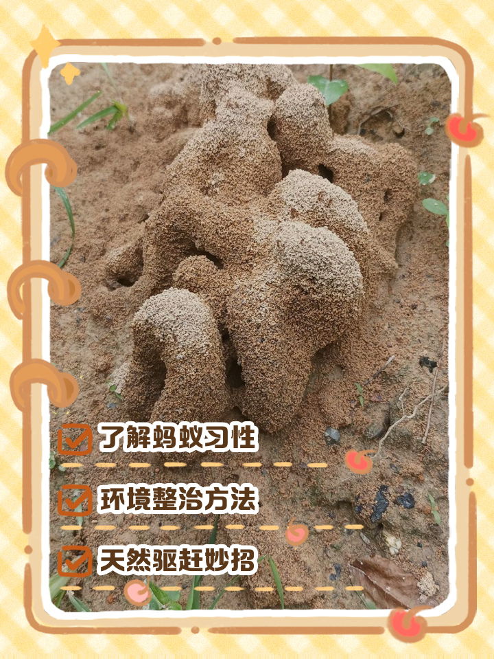 房间有蚂蚁是怎么回事