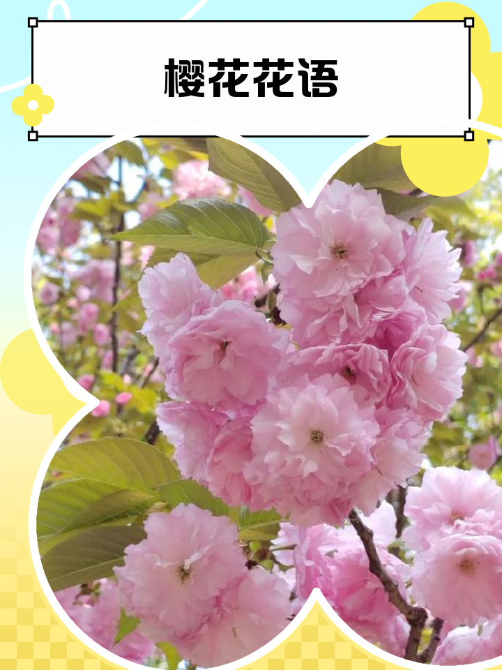 樱花的花语与象征是什么