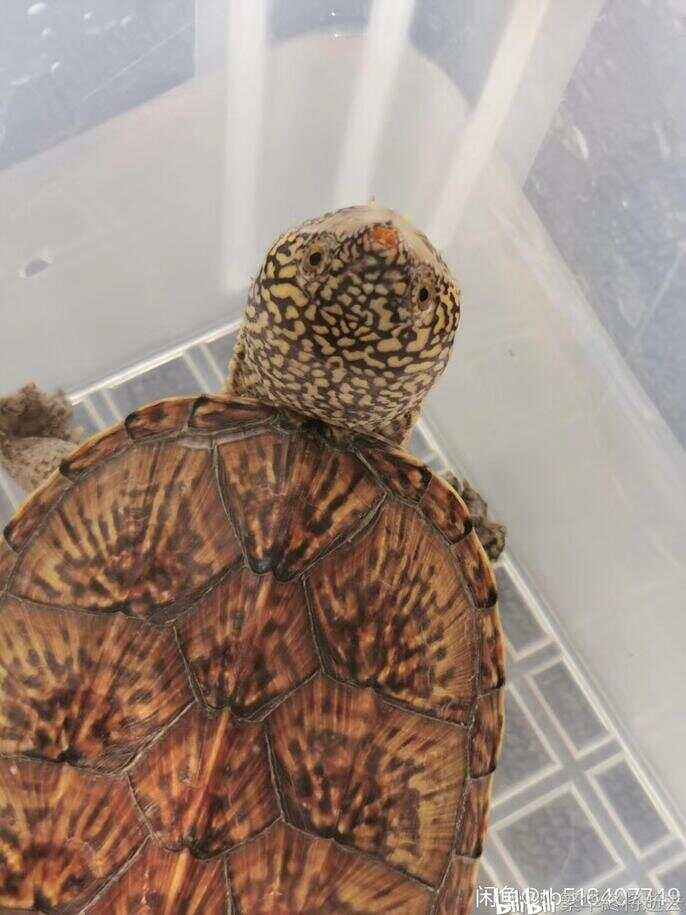 请问萨尔文蛋龟,最大能长多大