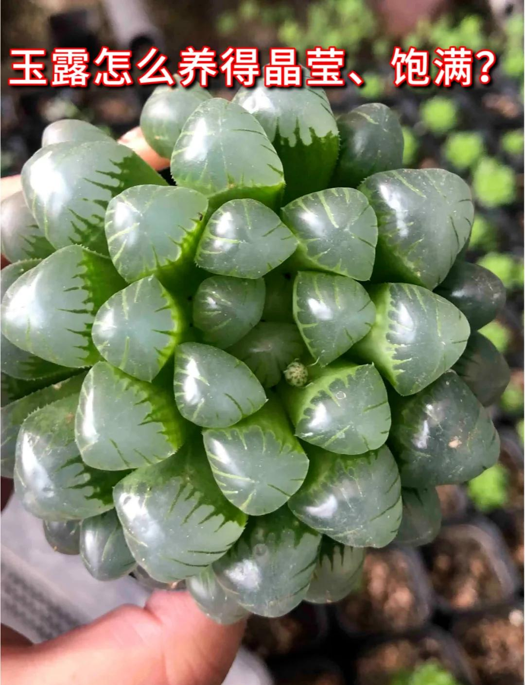 多肉水晶玉露养殖方法是什么