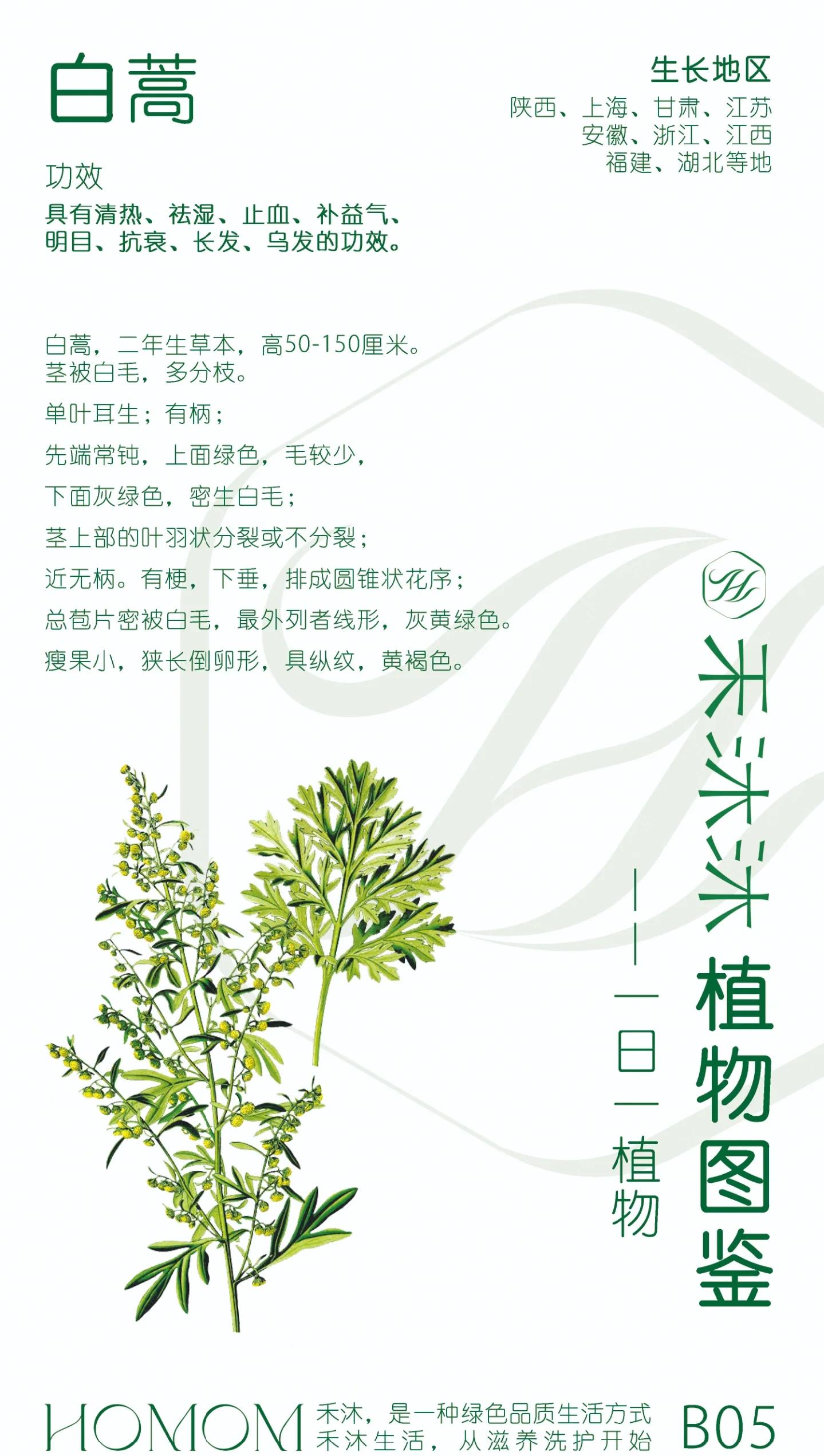 苦蒿的功效与作用有哪些