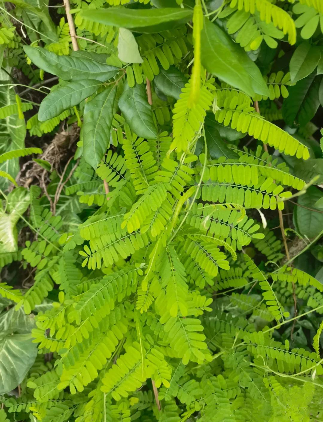鸡骨草泡水能不能天天喝