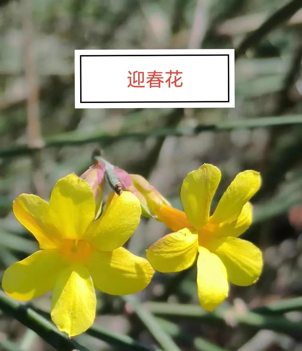 迎春花和连翘的区别简单介绍
