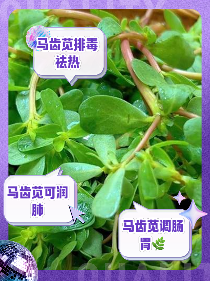 蚂蚁菜的功效与禁忌有什么