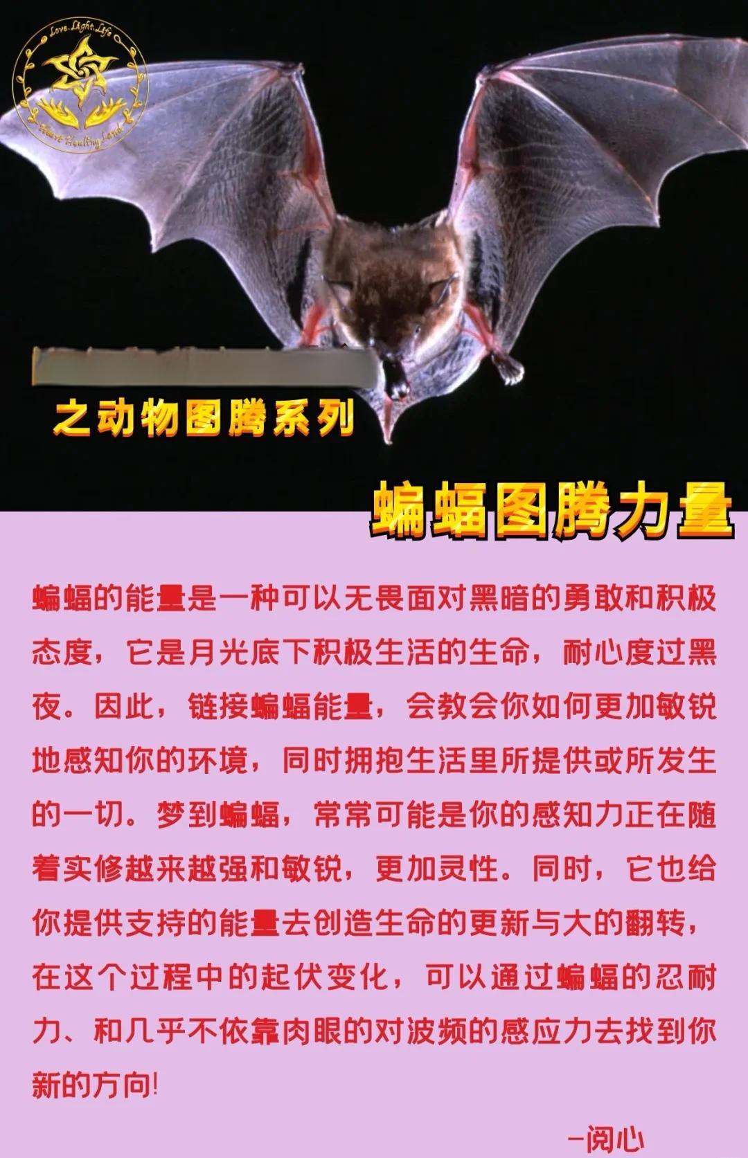 屋里飞进蝙蝠有什么寓意
