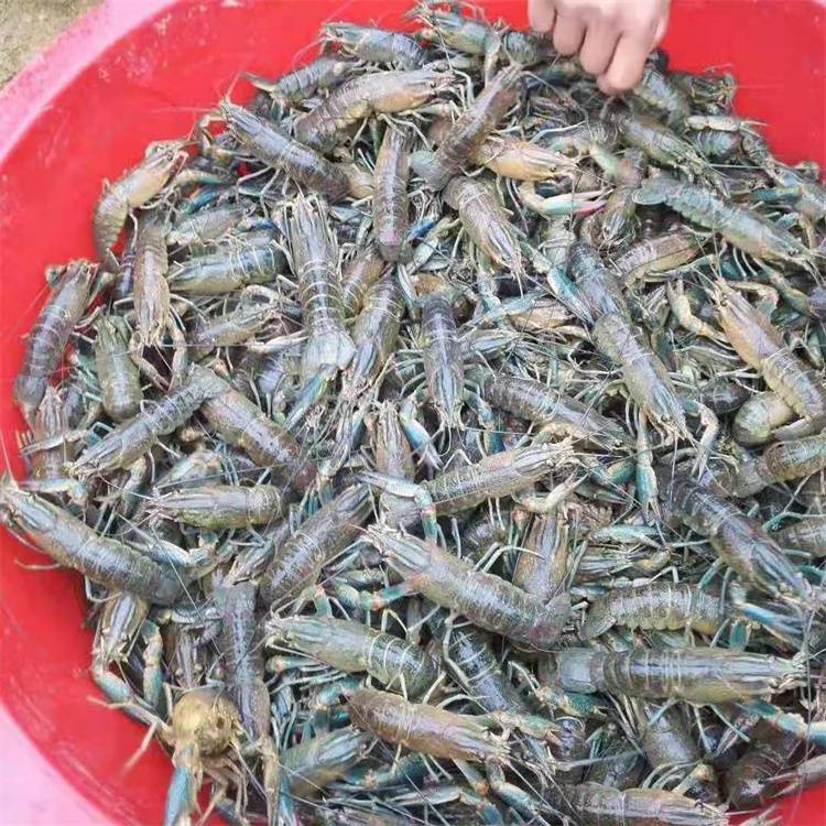 养殖澳洲龙虾的小技巧