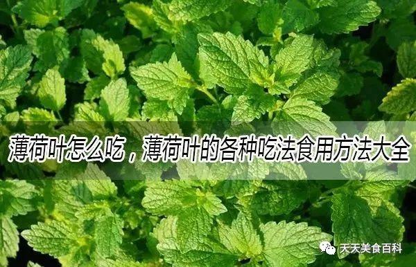 薄荷叶泡水可以天天喝吗