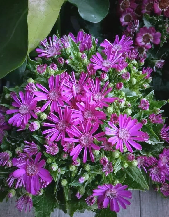 瓜叶菊开完花后怎么处理