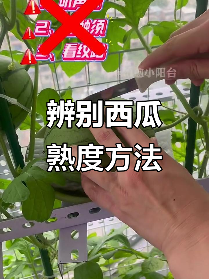 西瓜是否分公母怎么辨别