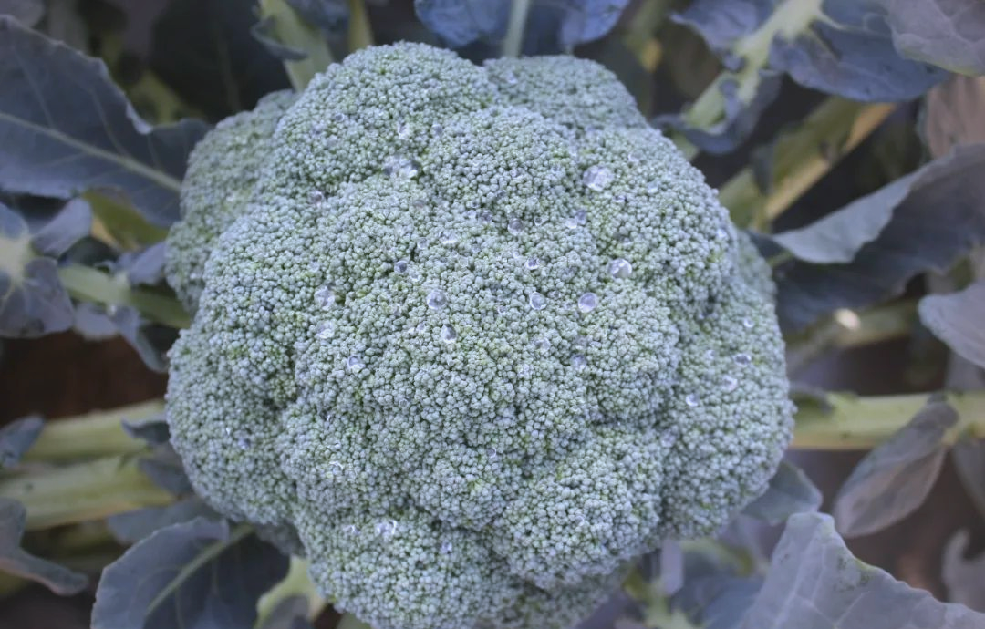 花椰菜和西兰花的区别有哪些