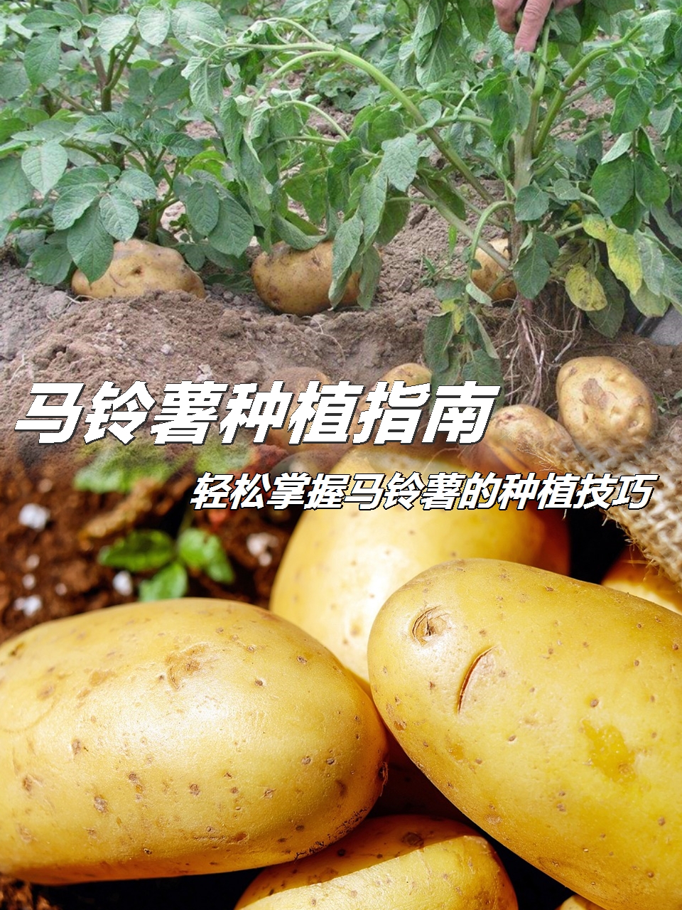 土豆的种植与管理方法