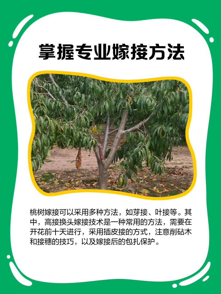 春天桃树嫁接时间及方法技巧分享