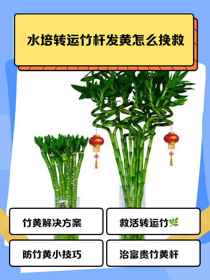 富贵竹的杆子黄了该怎么救活