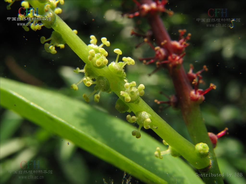 方叶五月茶的功效与作用及药用价值