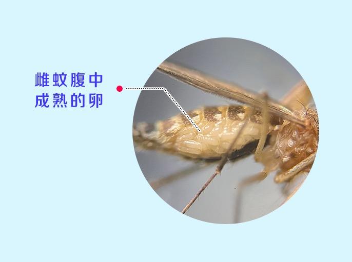蚊子要多少天才会饿死