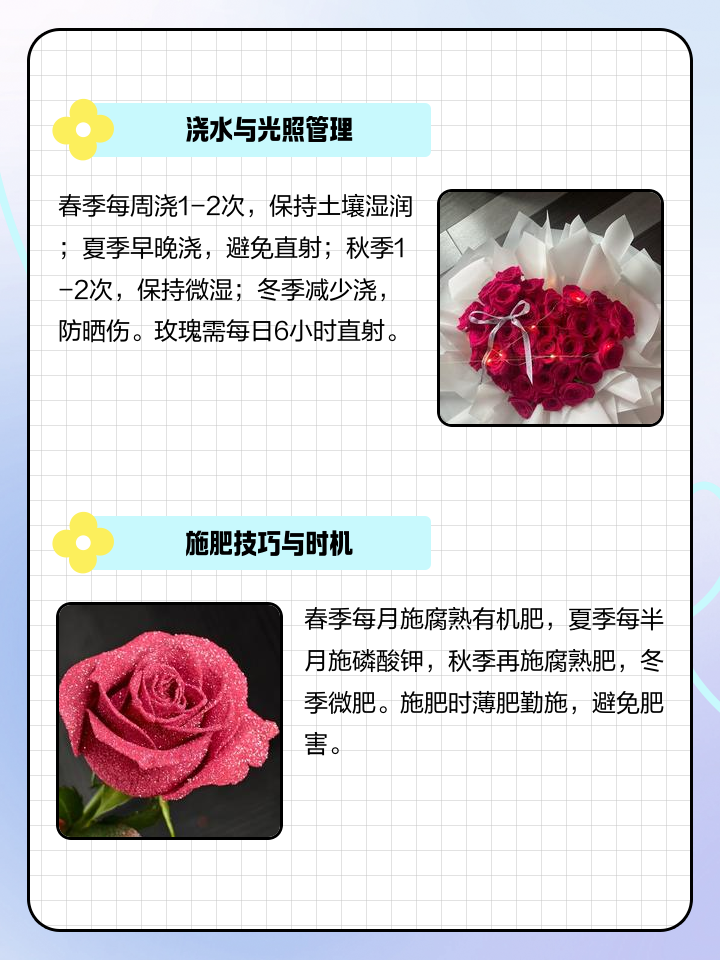 玫瑰花种植方法和时间有哪些