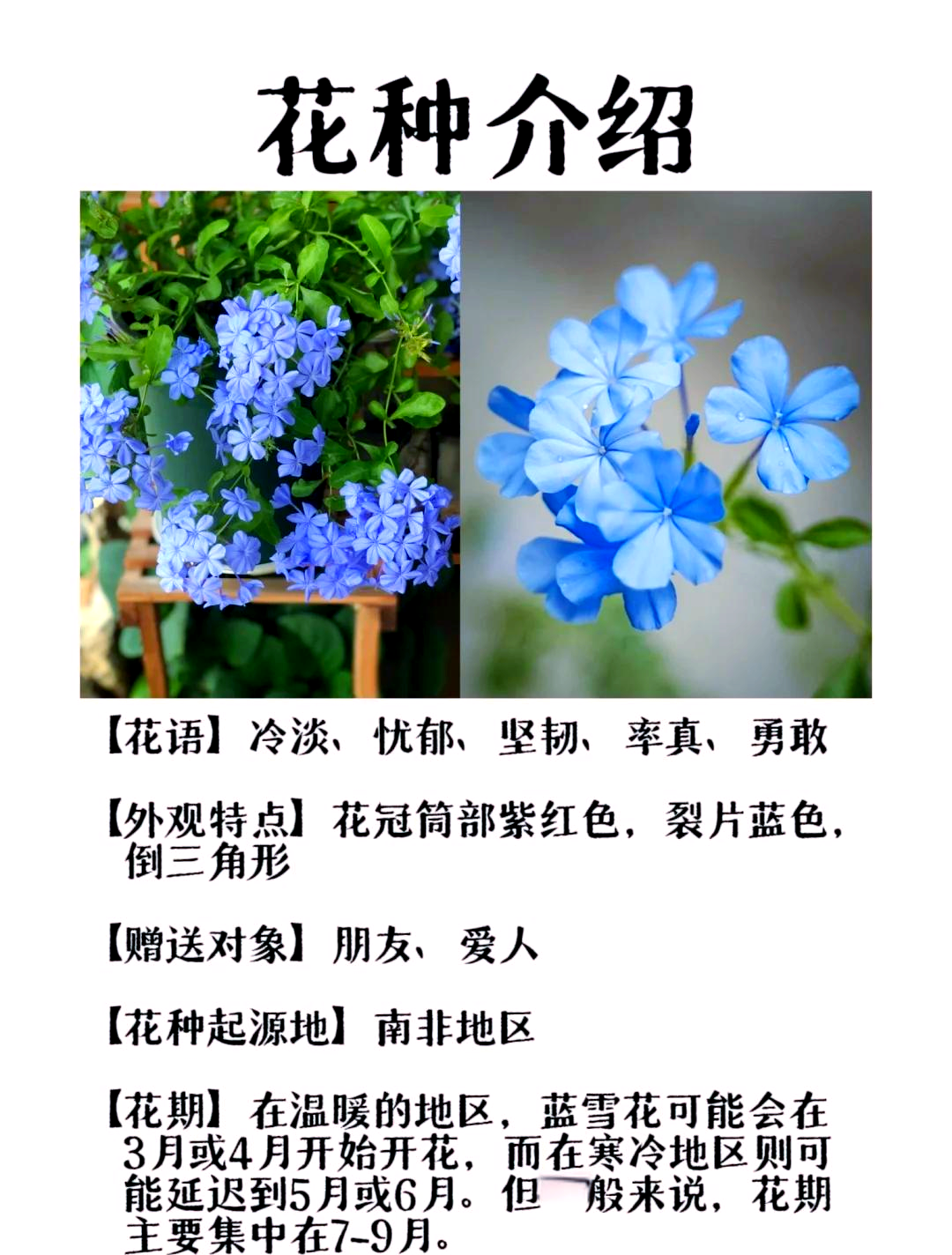 冷门好听的花名花语有哪些