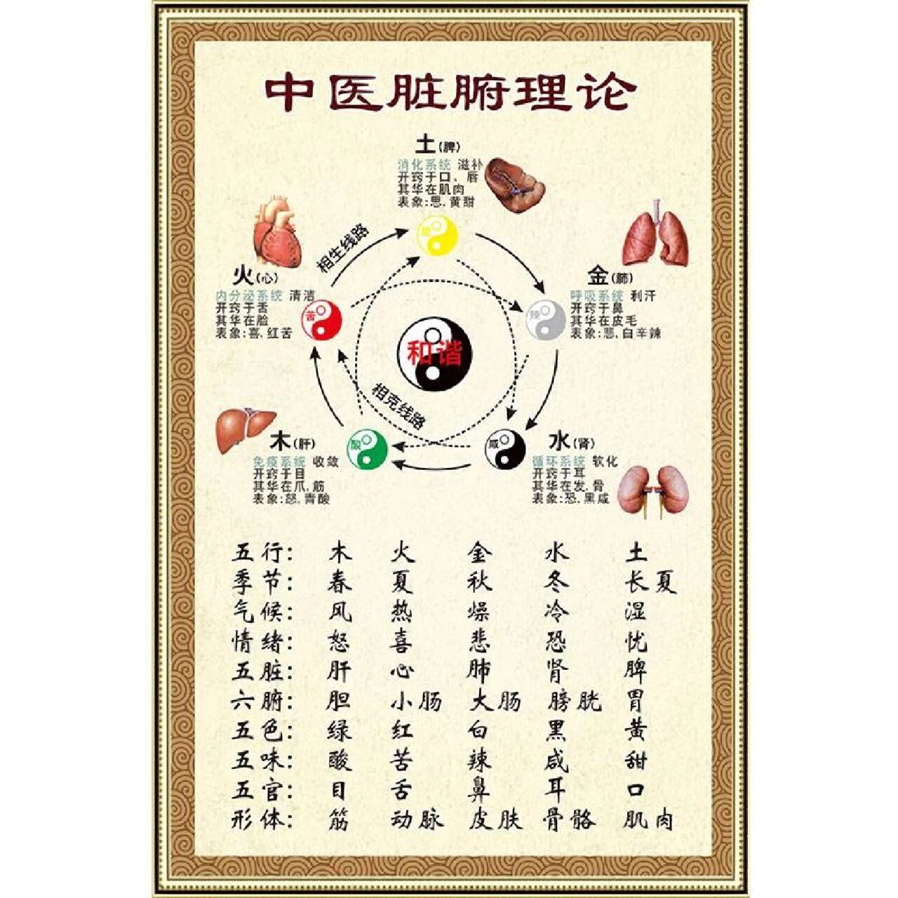 五脏的生理功能特点分别是什么