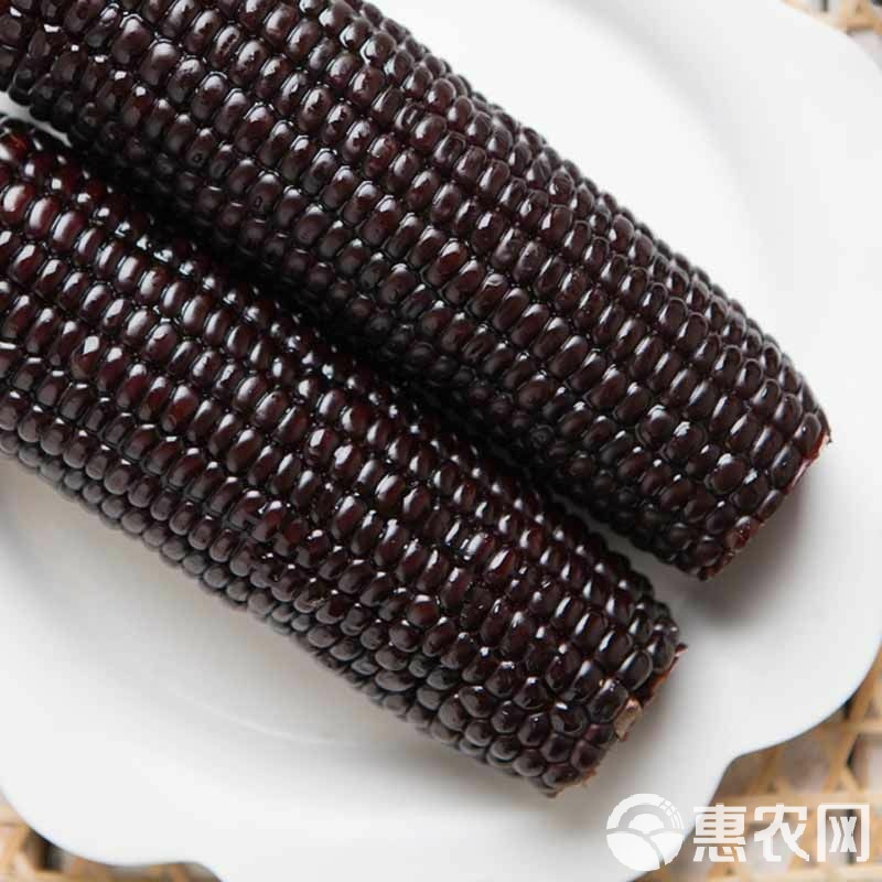 黑色玉米是不是转基因玉米