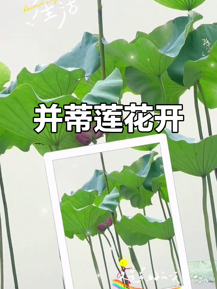 并蒂莲花语象征意义是什么