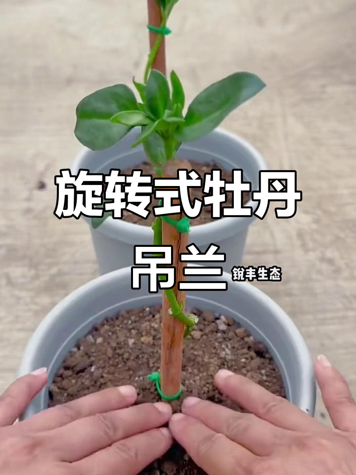 睦范明