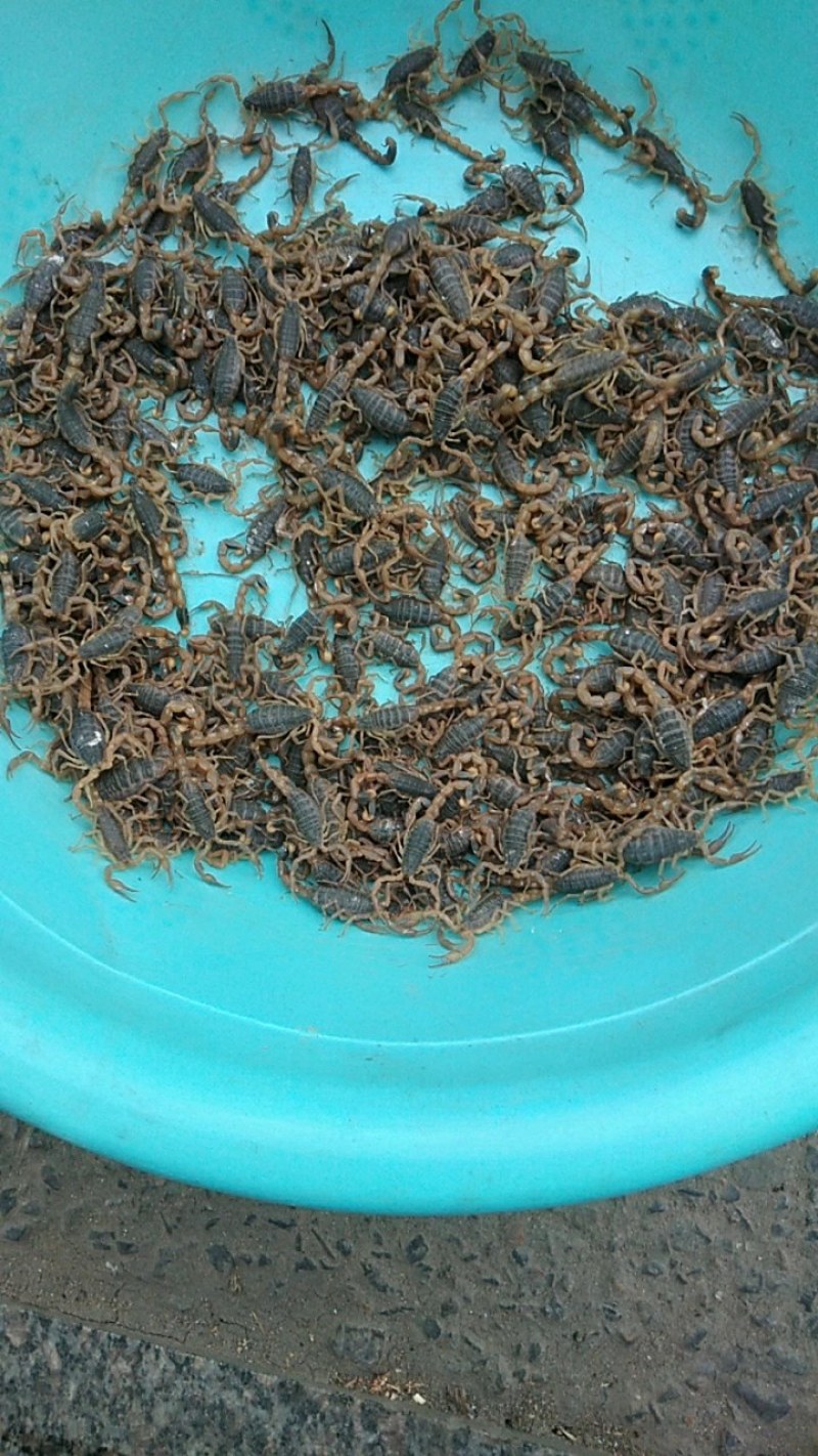 沂蒙全蝎属于野生保护动物吗