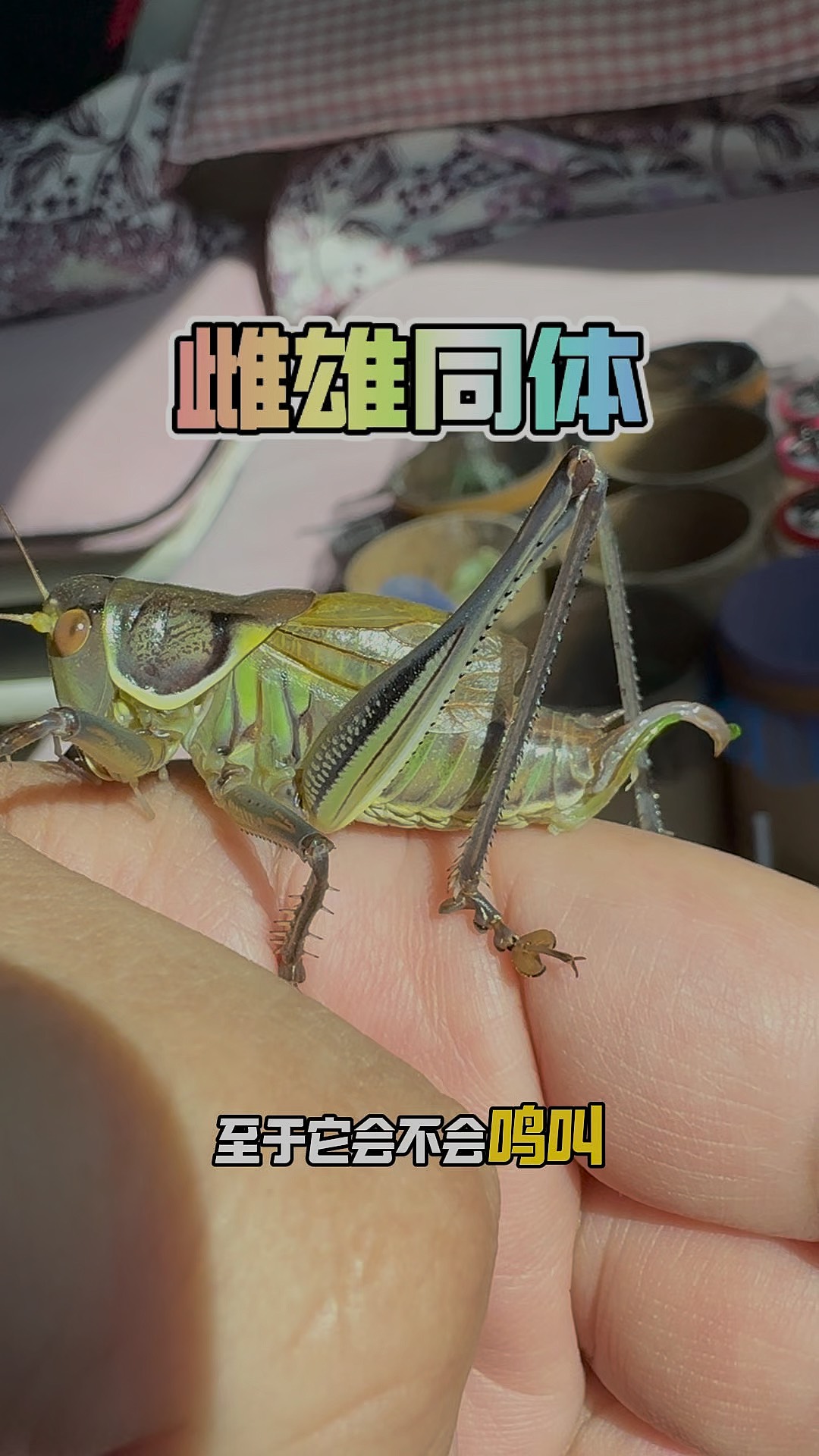 蝈蝈,蛐蛐,知了和蝉的区别？？