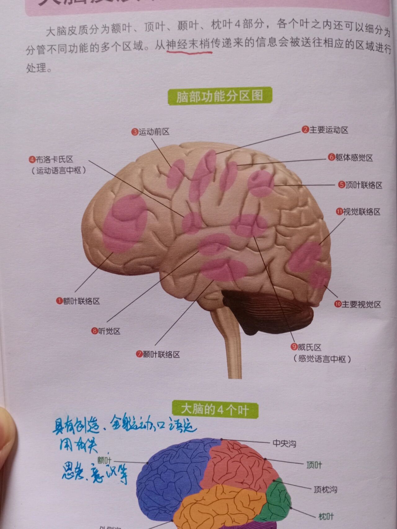 示阳兰