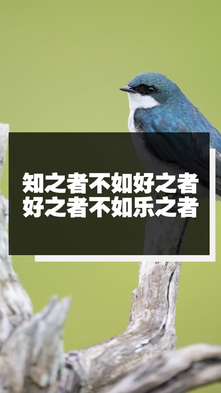 知之者不如好之者好的意思