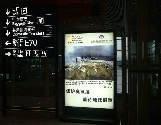 素白梅