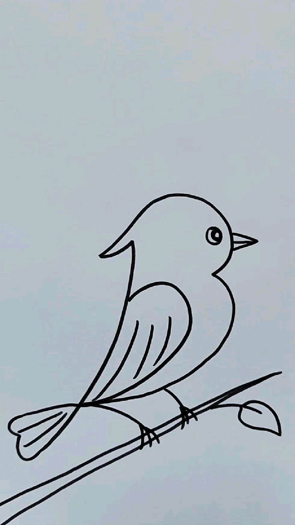 怎么画小鸟小鸟简笔画教程