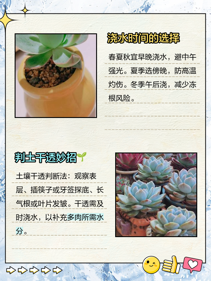 多肉植物如何浇水有哪些技巧