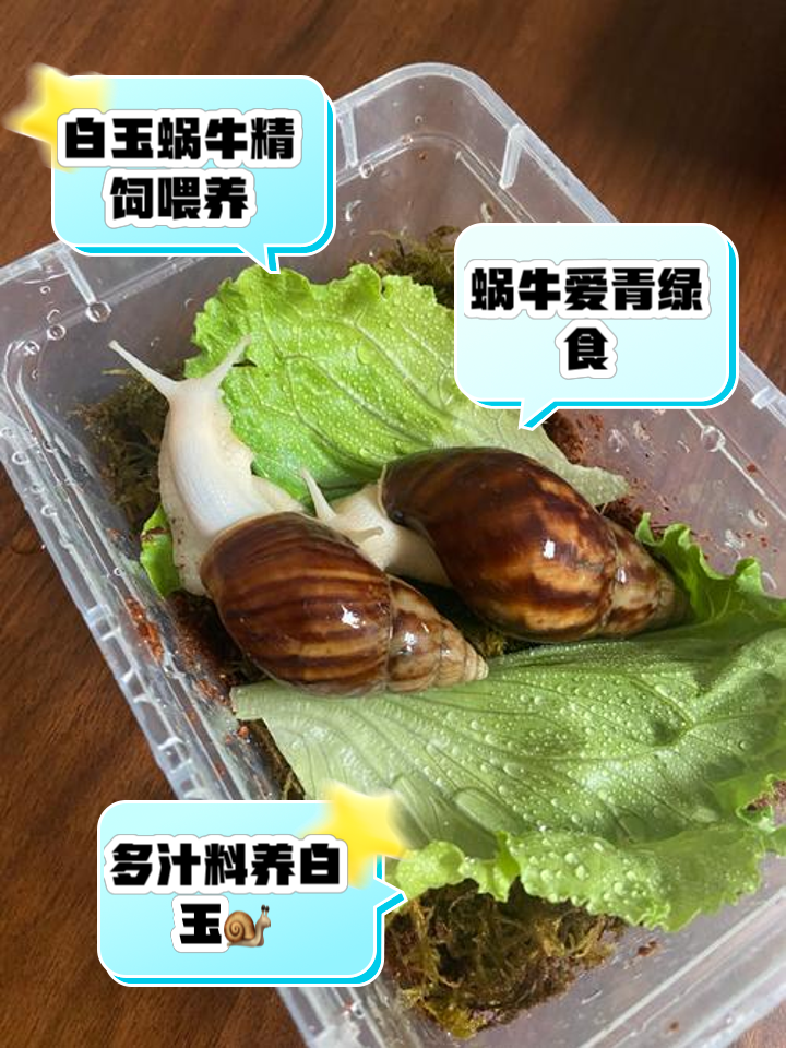是若南