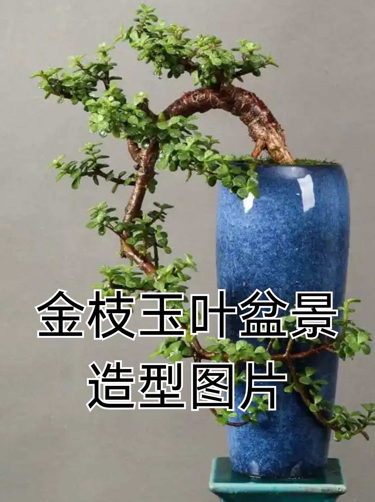 金枝玉叶盆景造型图片及修剪方法