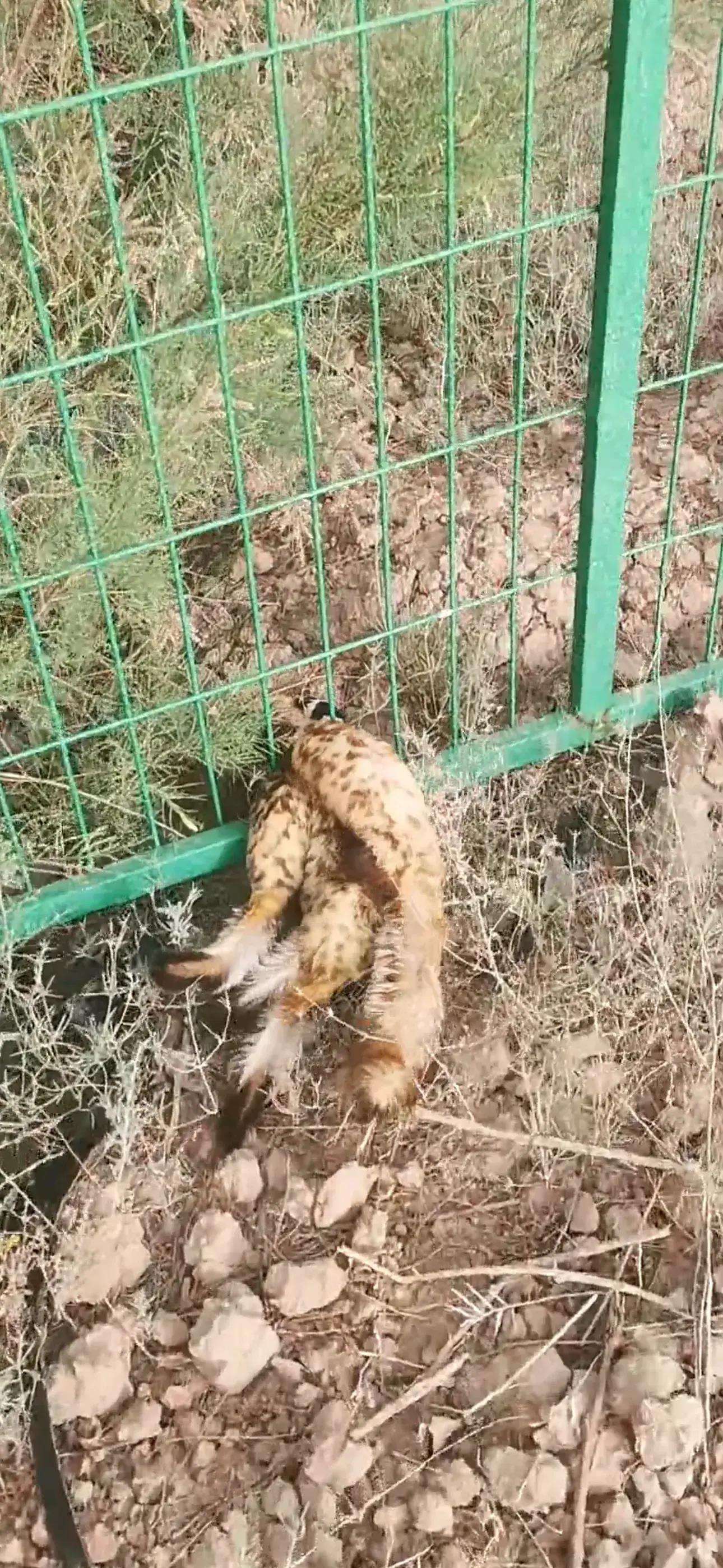 哪些动物和庄稼是好朋友