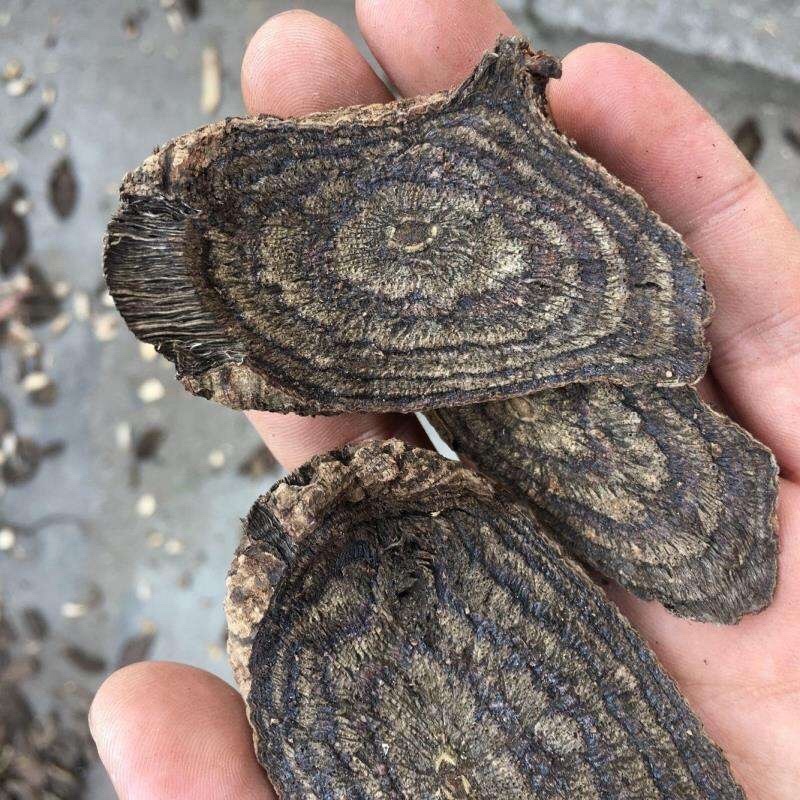 黑骨藤的功效与作用及副作用