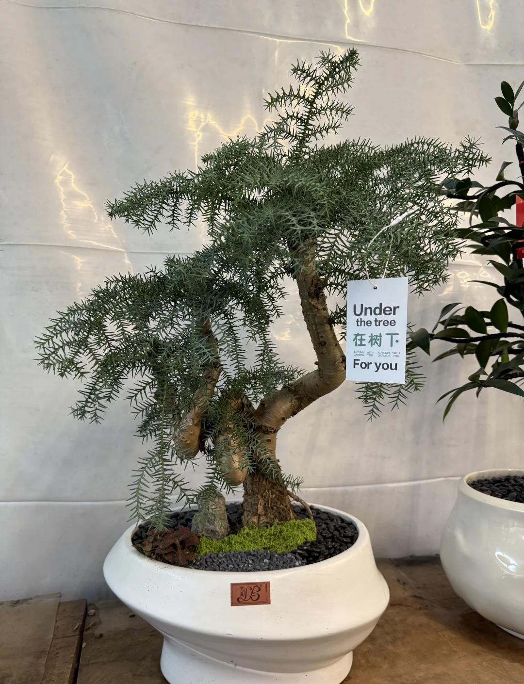 老俊驰