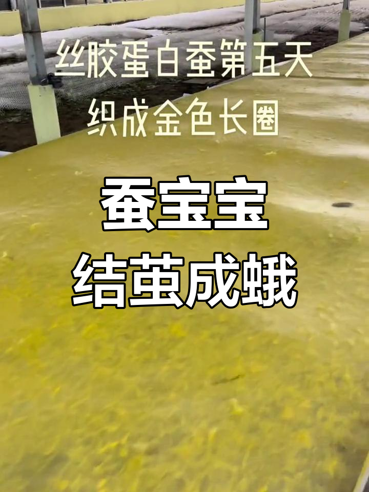 怎么知道蚕宝宝要吐丝结茧了