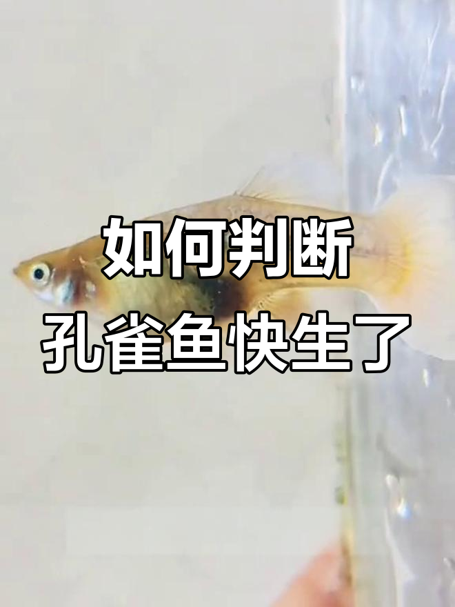 孔雀鱼生小鱼的前兆解说