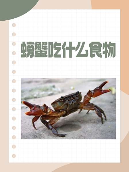 螃蟹吃什么部位最好吃螃蟹吃哪个部位最好吃