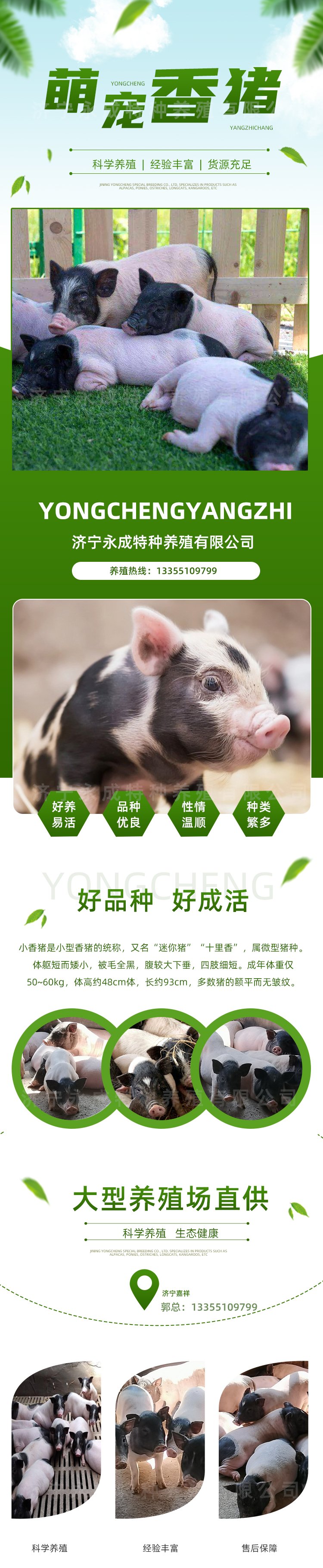 小香猪多少钱一只?你家小香猪长到多大了?