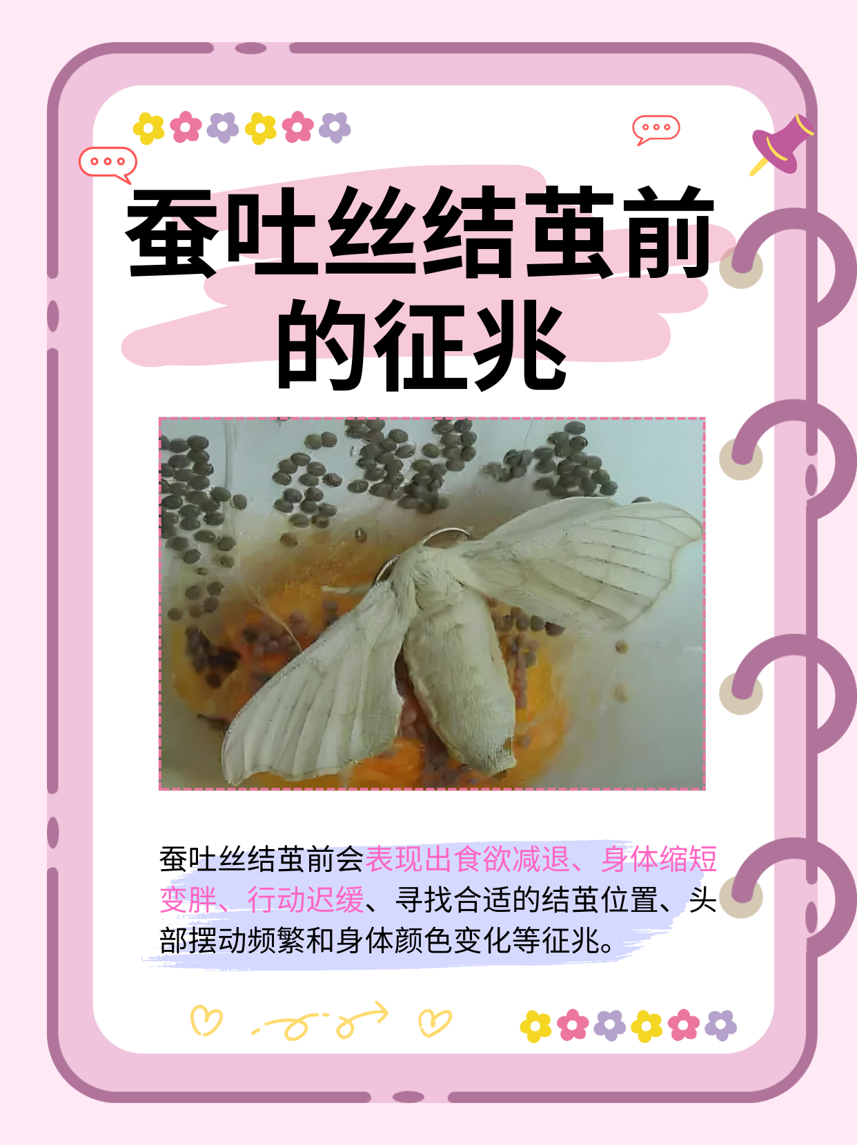 蚕宝宝结茧了之后怎么处理