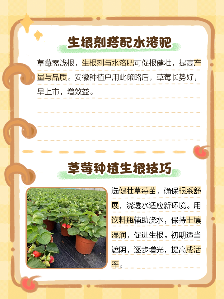 草莓根腐病用什么药治效果好