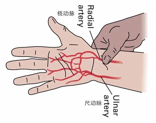 手腕上的动脉在哪???