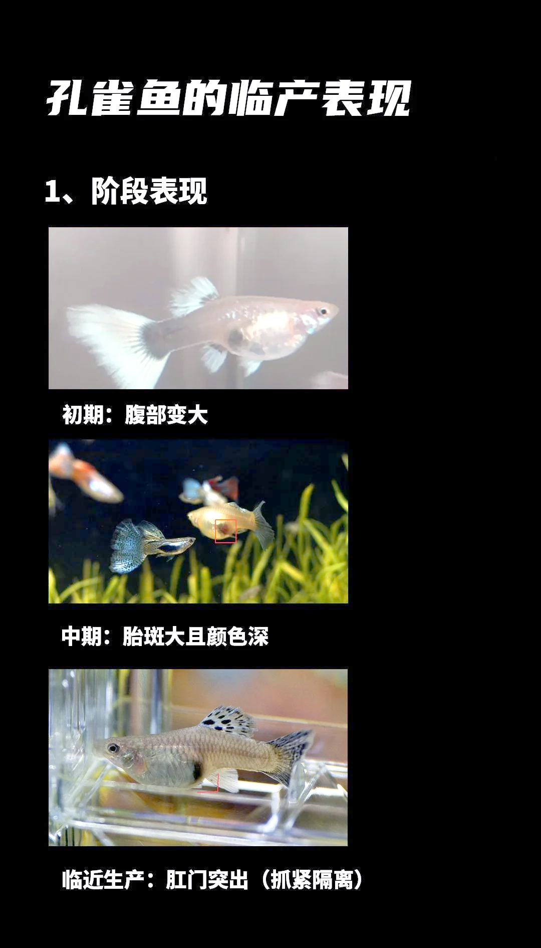 孔雀鱼生小鱼后处理方法