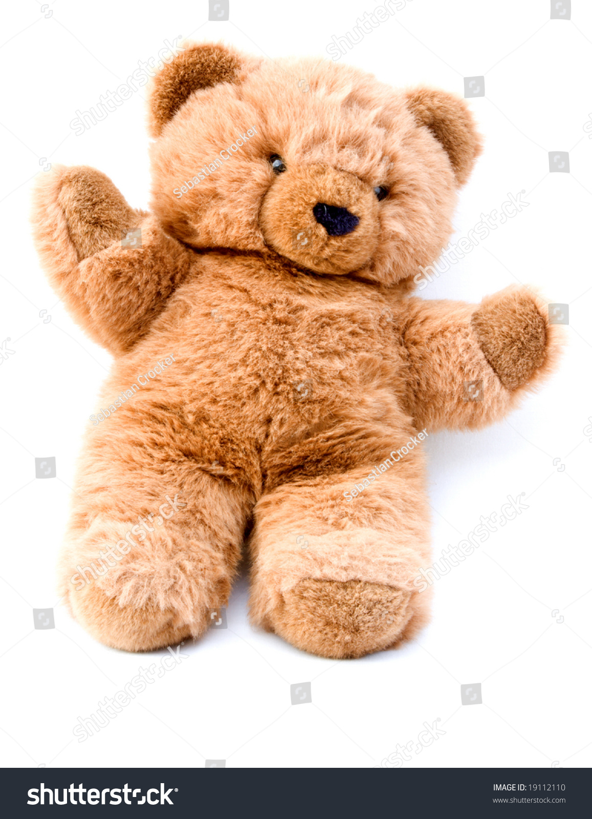 teddy是什么意思中文