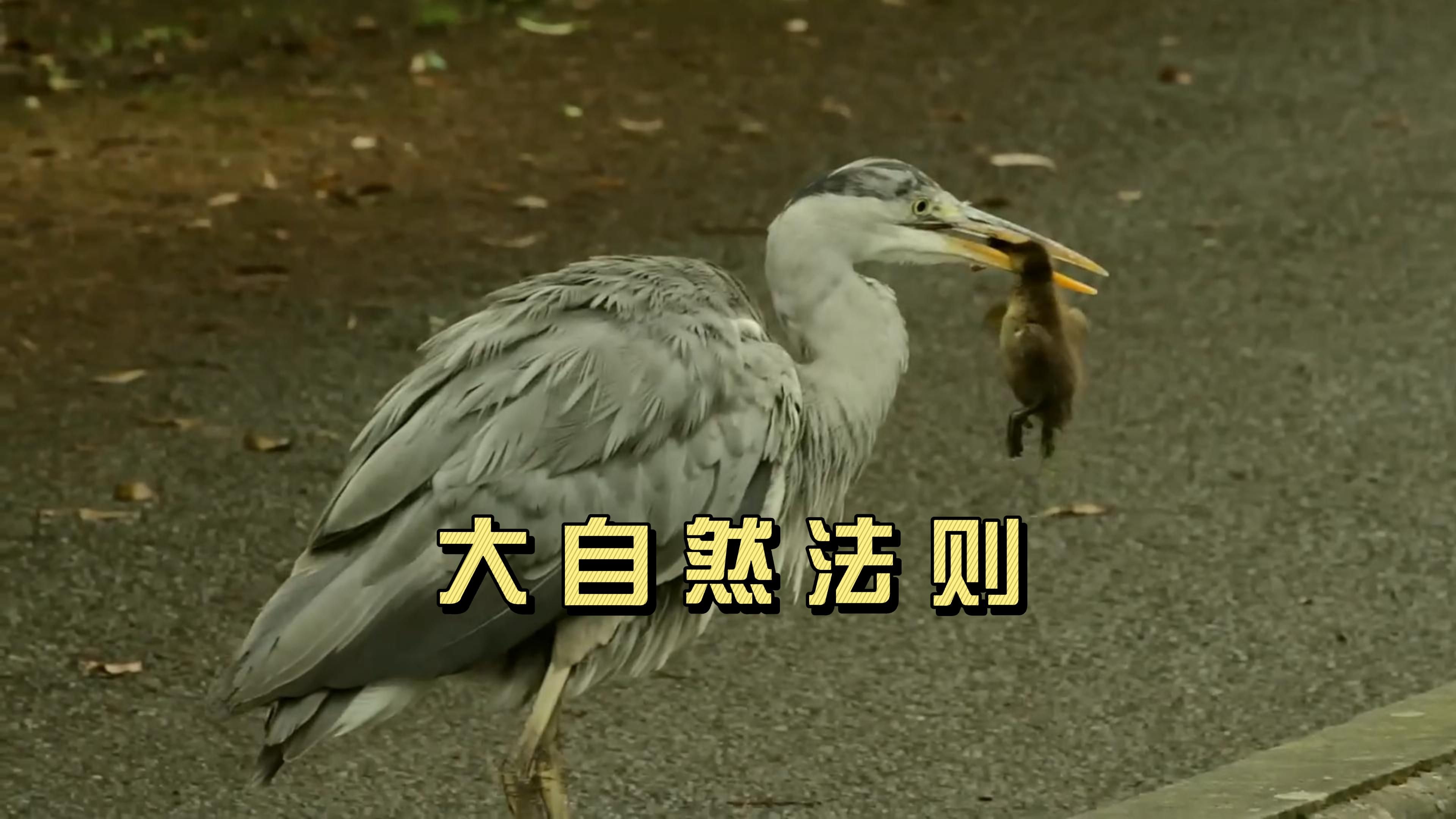 大自然有哪些奇妙的规律
