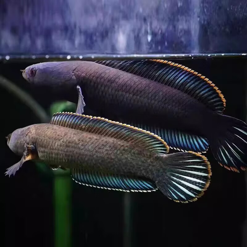 好养的冷水观赏鱼大全