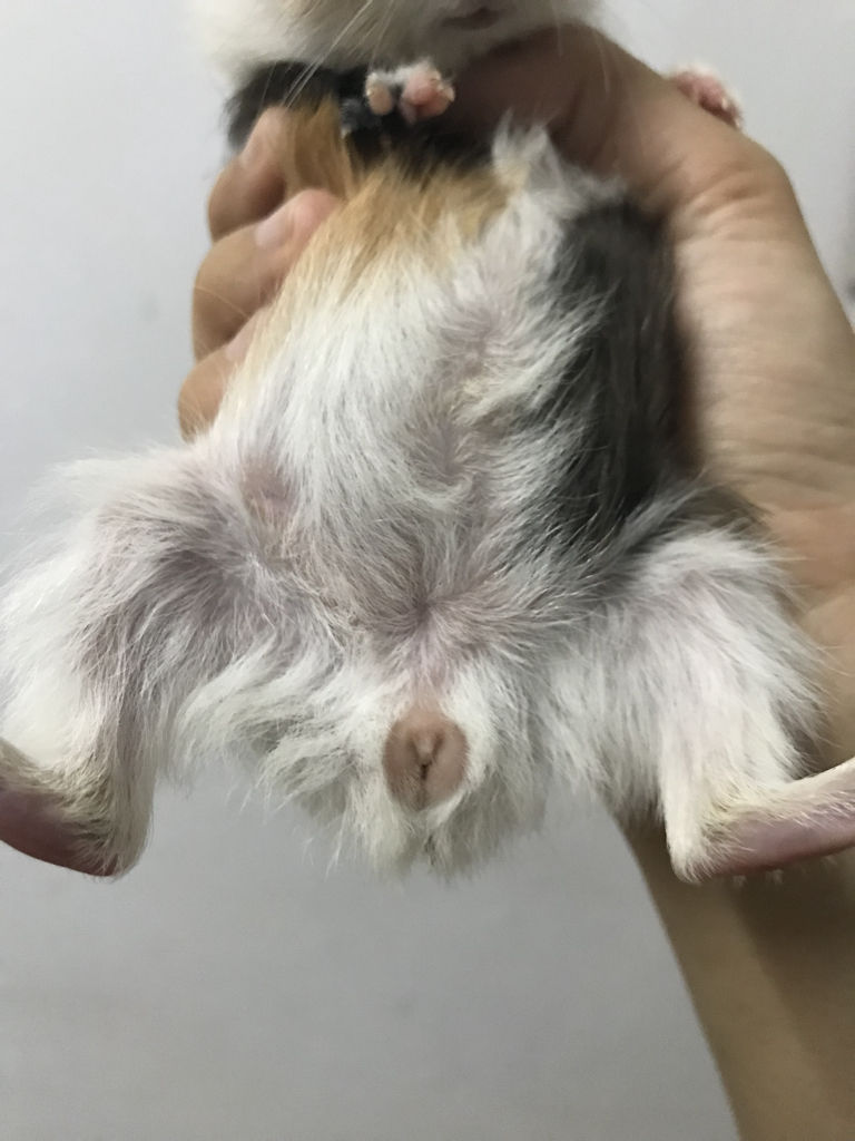 荷兰猪分辨公母方法介绍