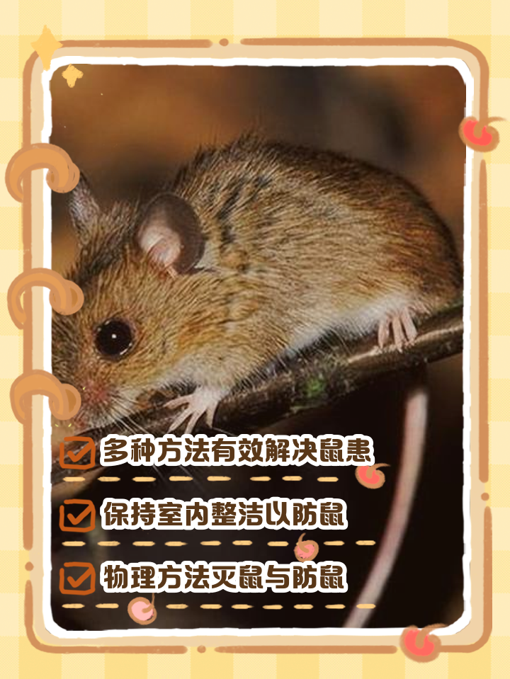家里突然有只老鼠怎么办